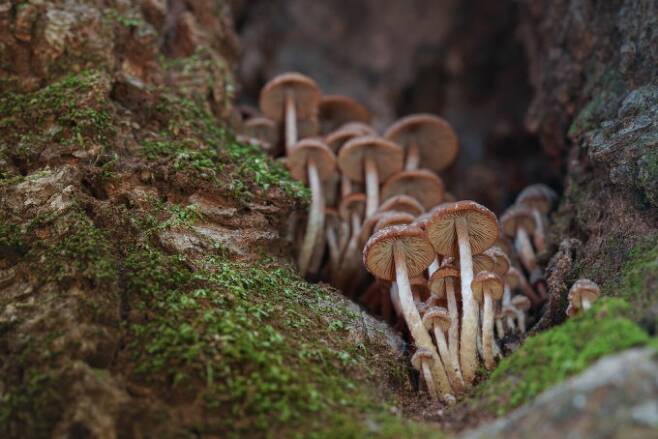 고사목에 피어있는 버섯 -갈색눈물버섯속의 한 종류로 추정되는 버섯. 필자는 매년 같은 자리에서 발견했다. 박상영 제공