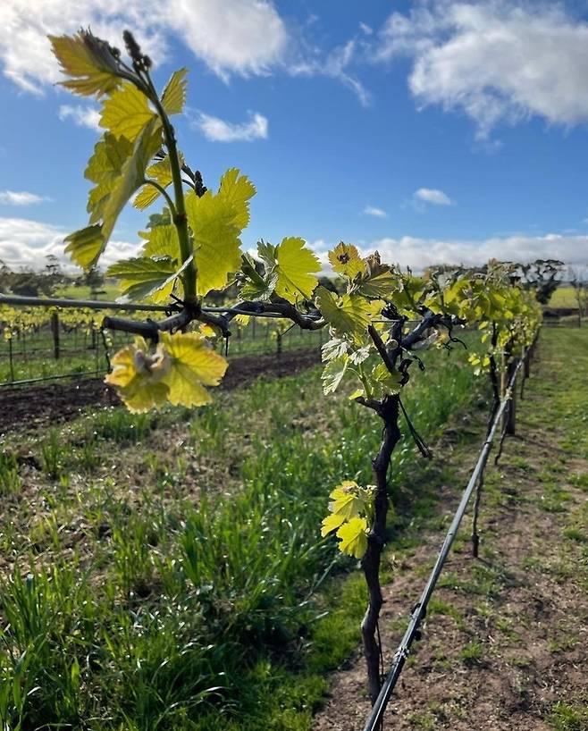 칼레스케 포도밭