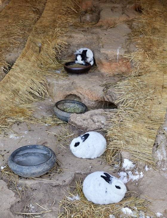 토끼보호연대가 모니터링하는 서울시 동대문구 배봉산 유아숲체험장 토끼사육장에는 현재 토끼 40여 마리가 살고 있다.