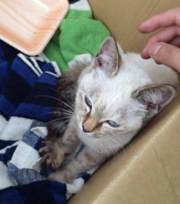 상자에 담겨 집으로 가는 길. Twitter @Kawasaki_Hina