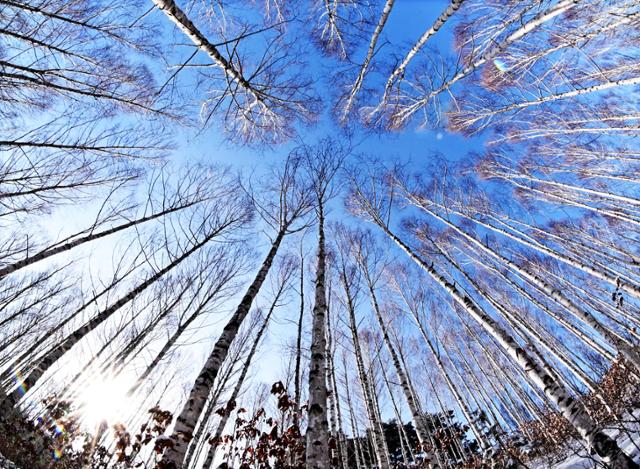 눈이 내린 원대리 숲에는 사방의 자작나무가 하늘로 곧게 뻗어있다.