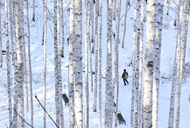 강원 인제군 원대리 자작나무 숲을 찾은 관광객들이 눈 내린 겨울풍경을 즐기고 있다.