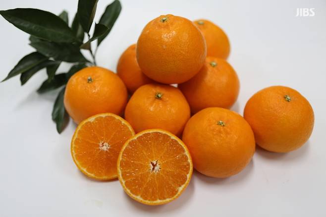 신품종 감귤 '우리향'(제주자치도 농업기술원 제공)