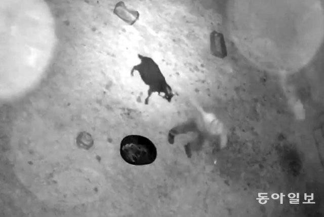 12일 오후 갈고리와 밧줄을 이용해 B 씨가 임신한 암컷 염소를 훔치고 있는 모습. 염소는 끌려가지 않으려고 발버둥을 치고 있다.