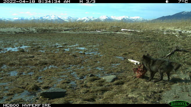 해달을 사냥해 옮기는 늑대의 모습이 찍힌 무인 카메라 사진. 알래스카 어류 및 야생동물국 제공.