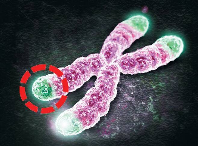염색체를 찍은 전자현미경 사진. 끝부분에 초록색으로 빛나는 부분이 ‘노화시계’로 불리는 텔로미어이다.