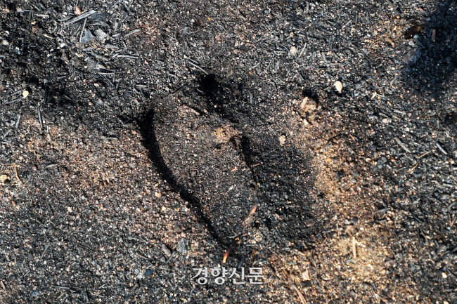 울진 산불 이후 지난해 3월 22일 경북 울진군 도화동산에 잿더미 위로 고라니 발자국이 찍혀 있다. 한수빈 기자