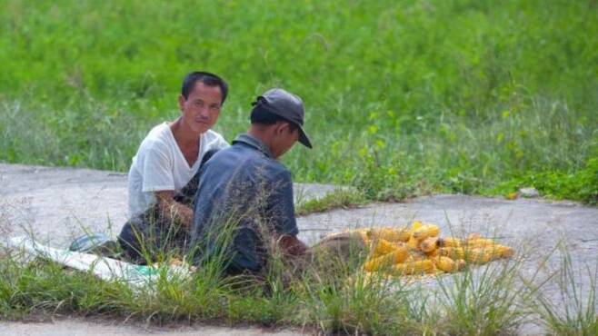 2012년 9월 북한 개성 농민들이 밭에서 수확한 옥수수를 정리하고 있다. [이미지출처=게티이미지]