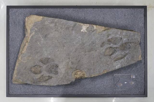 4족보행 조각류 공룡발자국 화석. 국립문화재연구원 제공