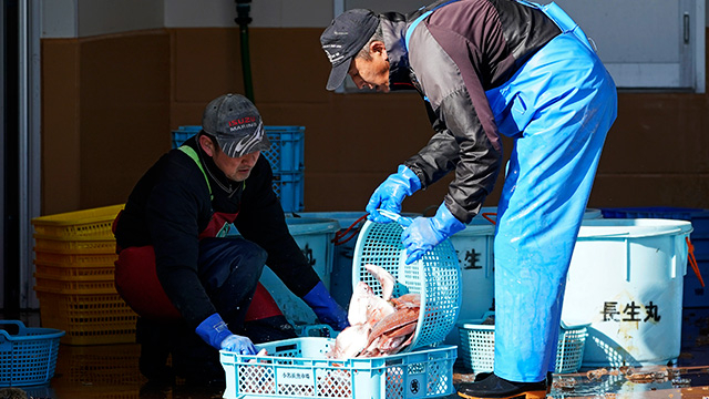 후쿠시마에서 물고기 출하 작업 중인 어민들의 모습.[사진 = EPA 연합뉴스]