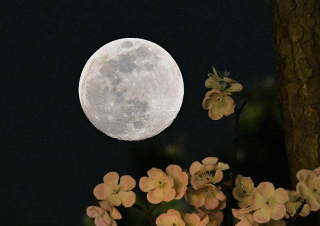 정월대보름을 하루 앞둔 지난 4일 인천 영종도 하나개 해수욕장에서 바라본 보름달과 달빛에 생명을 얻어 은은하게 빛나는 조화가 한 폭의 수채화 같다. (다중노출)