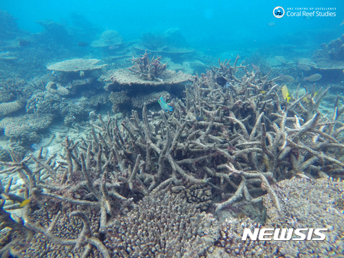 【ARC산호초연구최고센터·AP/뉴시스】호주 그레이트배리어리프(대산호초)의 북부 지역 산호초가 백화현상으로 죽어 있는 모습. 2016년 11월에 찍은 사진이다. 호주가 사상 최초로 환경법에 따라 새로운 탄광 개발을 금지했다고 BBC가 8일 보도했다. 2023.2.8