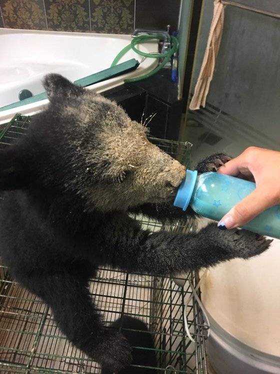 젖병을 물고 있는 곰의 어린 시절. 사진 A씨 부부 유족