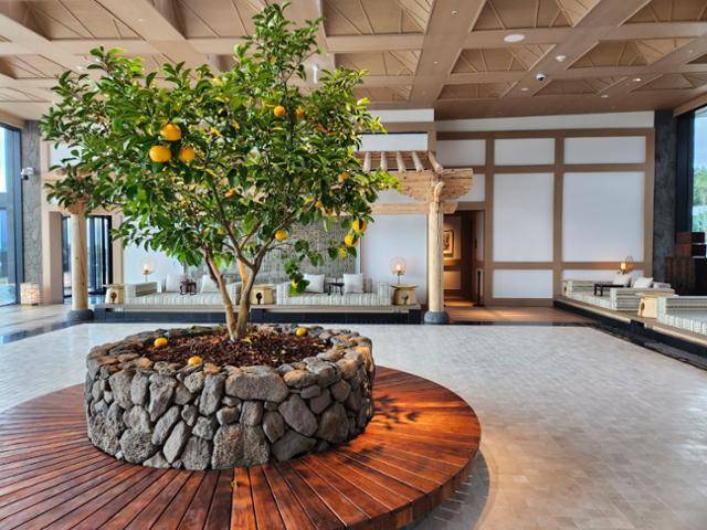 JW메리어트는 제주의 자연과 역사를 호텔에 담아내며 차별화 포인트를 만들었다. JW메리어트 제주 로비에 있는 감귤 나무. 송주용 기자
