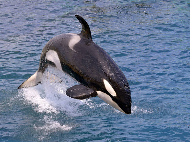 범고래 어미는 출산을 포기하면서 다 큰 수컷을 돌본다는 연구 결과가 나왔다. / 사진=게티이미지뱅크