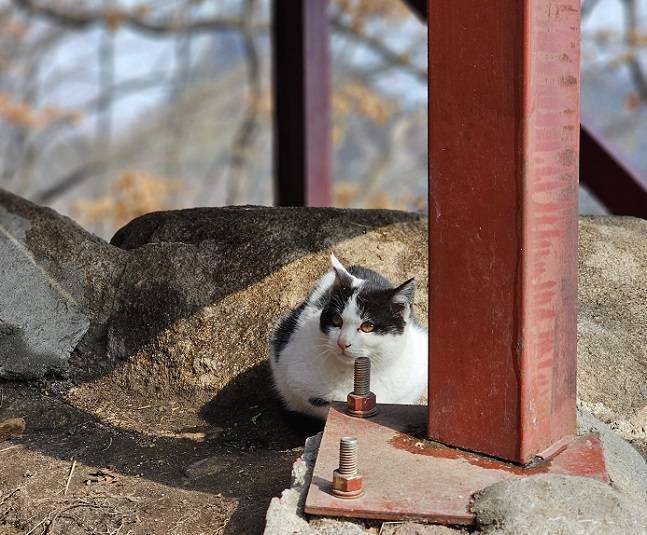 갤럭시S23 울트라 인물사진 모드로 촬영한 사진. 산에서 만난 고양이를 배경과 분리해 선명하게 찍어냈다./사진=백유진 기자 byj@