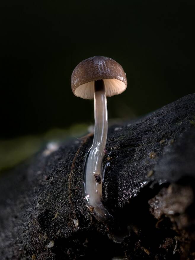 점질버섯 : 썩은 나뭇가지나 고사목에서 발생하는 목재 부후성 버섯. 대가 미끈거리는 점액으로 덮여 있는 것이 특징이다. 박상영 제공
