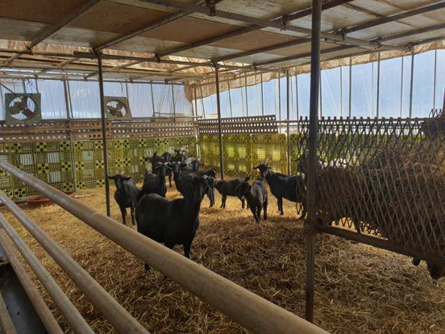 경북 김천지역 한 염소 축사 내부. 경북도 제공