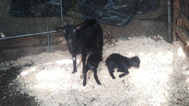 새끼 염소 두 마리 중 한 마리가 어미젖을 빨고 있다. 한국일보 자료사진
