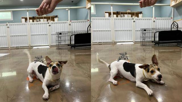 간식 앞에서 활발한 모습을 보이고 있는 태풍이. 팅커벨프로젝트 제공