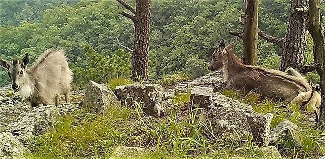지난해 울진산불에서 살아 남은 산양들. 지난해 6월 울진군 금강송면 소광리 일대에서 녹색연합 무인카메라에 포착됐다. 녹색연합 제공