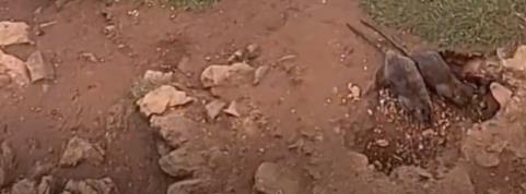 웨일스 해안 마을 절벽에서 굴을 파는 큰 쥐의 모습  [트위터 발췌. 재판매 및 DB 금지]