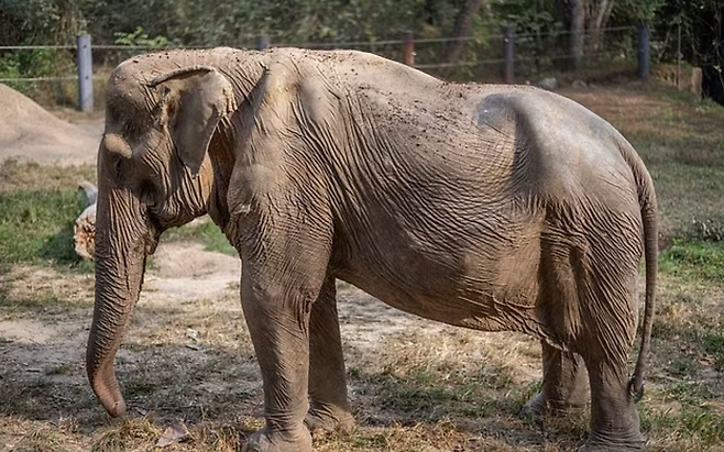 25년 동안 태국을 찾은 수많은 관광객을 등에 태우는 관광업에 동원됐다가 척추 변형이 온 암컷 코끼리 ‘파이린’