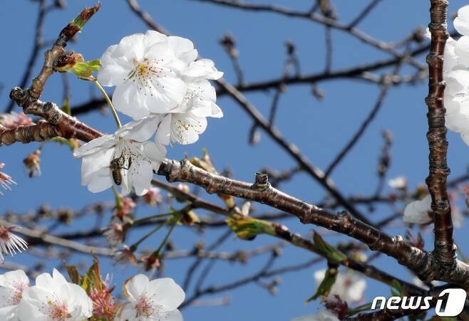 18일 오후 제주시 도두동 도두봉 인근에 벚꽃이 활짝 피어있다. 2023.3.18/뉴스1 ⓒ News1 고동명 기자