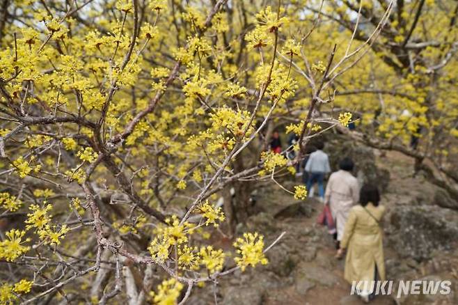 구례 산수유꽃축제가 한창인 17일 오전 전남 구례군 산동면 산수유마을을 찾은 관광객들이 산수유꽃이 만개한 산책로를 따라 나들이를 즐기고 있다.