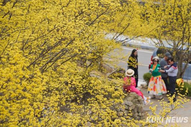 구례 산수유꽃축제가 한창인 17일 오전 전남 구례군 산동면 산수유마을 일대에 산수유꽃이 만개해 절정을 이루고 있다.