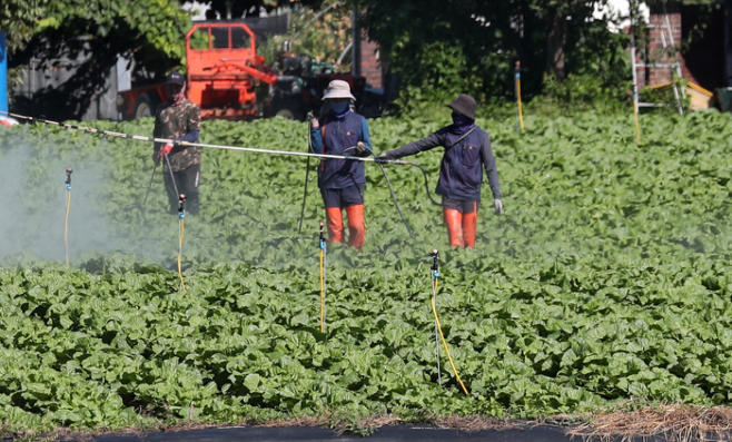 지난해 9월 강원 춘천시 서면 신매리의 배추밭에서 농민들이 방제 작업을 하고 있다. [출처=연합뉴스]