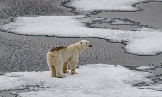 북극곰 한 마리가 2021년 8월16일(현지시각) 러시아의 제믈랴프란차이오시파(프란츠요제프제도) 내 바다를 떠다니는 빙하 위에 고립된 듯 서 있다. 제믈랴프란차이오시파/AFP 연합뉴스