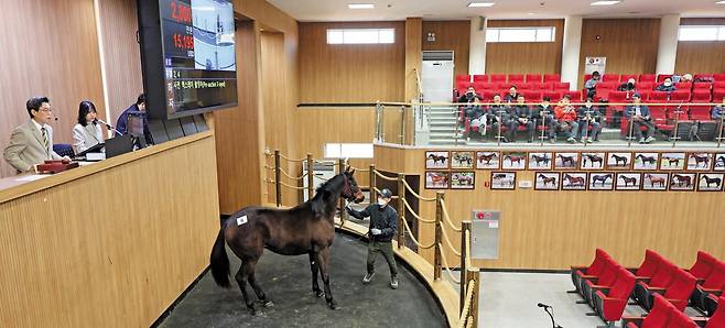 지난 14일 제주시 한국마사회 제주목장에서 올해 첫 국산 경주마 경매가 진행되고 있다. 소액 투자로 값비싼 경주마의 마주(馬主)가 될 수 있는 길이 열린다. 마사회는 주식 투자처럼 간편하게 경주마의 지분을 사고 팔 수 있는 조각 투자 플랫폼을 출범시킬 계획이다. /연합뉴스