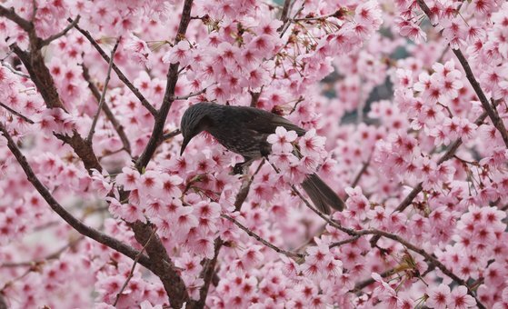지난 12일 부산 수영구 부산배화학교 정문에 벚꽃이 만개해 직박구리가 꿀을 먹으려고 날아들었다. 송봉근 기자