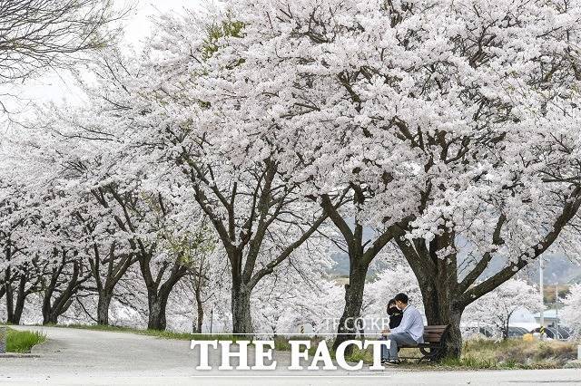 십승지명당 제1회 남원 운봉고원 벚꽃축제가 오는 4월 8~15일까지 ‘운봉고원 벚꽃가득 희망가득’이란 주제로 서림공원 특설무대에서 개최된다. / 남원시