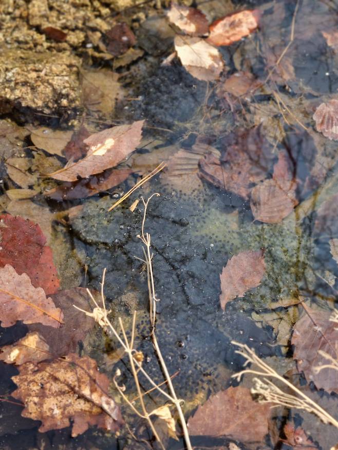 /정지섭 기자  올봄 북악산의 물웅덩이에 개구리들이 낳아놓은 알.