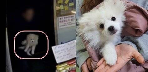 한밤중 무인가게에 강아지를 버리고 도망간 50대 남성이 지난 10일 검찰에 송치됐다. 이 남성은 지난 2월10일 오후 11시55분께 부산 연제구 한 무인 아이스크림 가게에 강아지 한 마리를 내버려 두고 사라져 동물을 유기한 혐의를 받는다.동물보호단체 라이프.