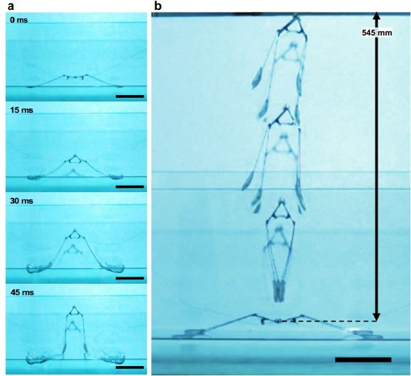 연구팀이 개발한 소금쟁이 10배 크기 로봇이 물 표면에서 수직으로 점프하고 있다. 사진=네이처 커뮤니케이션스/고제성 아주대 교수 연구팀