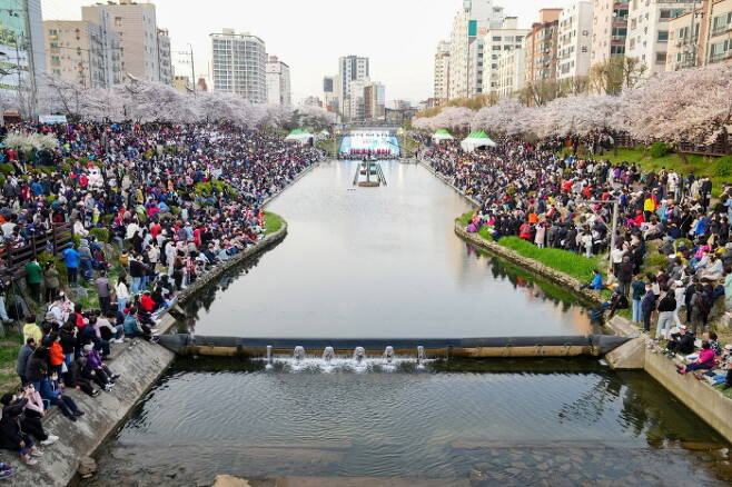 불광천 벚꽃축제 모습. 은평구청 제공