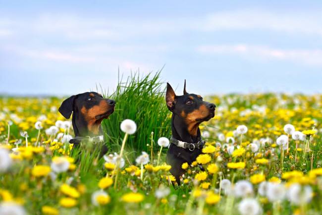 단이(귀 절단) 수술을 받지 않은 도베르만(왼쪽)과 수술을 받은 도베르만(오른쪽). 게티이미지뱅크
