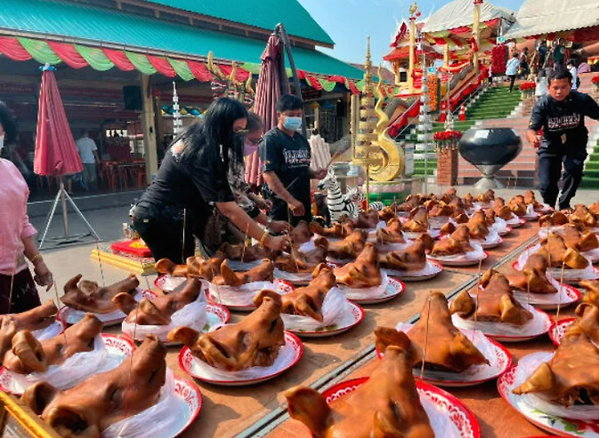 로또에 당첨된 태국 남성이 부처님께 감사의 의미로 돼지머리 100개를 바쳤다