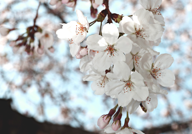 20일 울산시 남구 울산시의회 청사 앞에 벚꽃이 핀 모습. /사진=연합뉴스