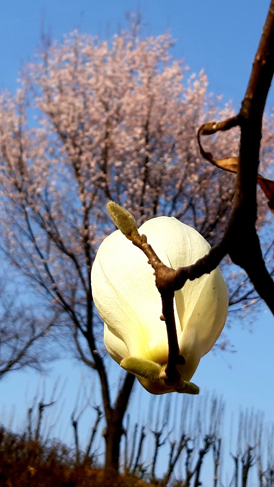 서울 용산 대통령실의 후원격인 무궁화동산에 핀 하얀 목련과 분홍 살구꽃, 그리고 잎이 돋아나기 전의  무궁화 나무가 병사처럼 일렬로 도열해 있다. 2021년 3월23일 촬영