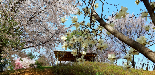 서울 용산 대통령실 후원격인 무궁화동산에 하얀 목련과 분홍 살구초, 벚꽃이 피어있는 모습. 푸른잎 칠엽수와 오른쪽 무궁화 나무가  보인다. 대통령실이 이곳으로 옮겨오기 전 2022년 4월8일 촬영