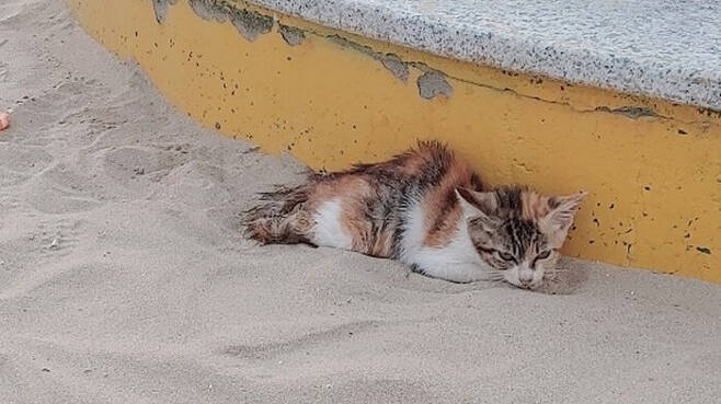 A 씨가 해변가에서 구조한 고양이 사진