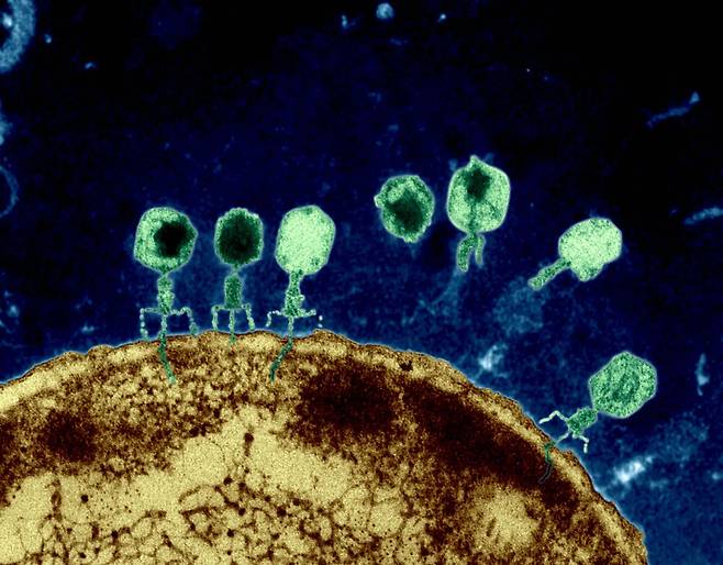 대장균에 결합한 박테리오파지 바이러스(녹색)의 전자현미경 사진. 파지는 대장균 안에서 증식한 다음 밖으로 나오면서 대장균을 죽인다/Eye of Science