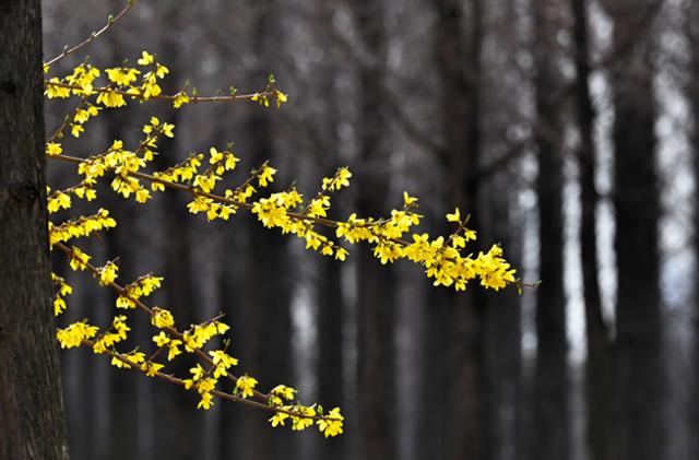 무채색의 메타세쿼이아 나무 사이로 살짝 삐져나온 개나리의 모습은 봄나들이를 떠나는 수줍음 많은 봄 처녀를 닮았다.