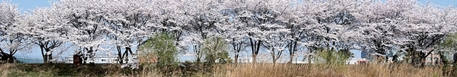 벚꽃이 만개한 황구지천 일대 모습. 수원특례시 제공