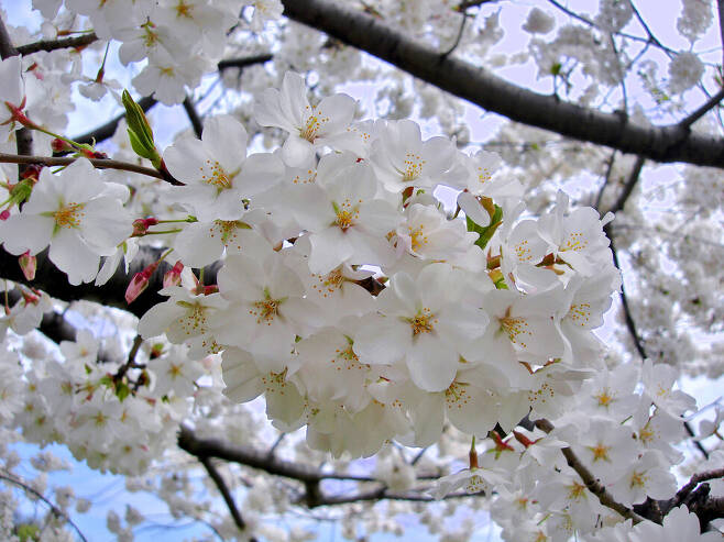 크고 화사하게 일제히 피어나는 왕벚나무는 종간 잡종으로 탄생했다. 한국과 일본의 왕벚나무는 모계는 같지만 부계는 다른 나무가 잡종을 이뤄 태어난 것으로 밝혀졌지만 논란은 이어지고 있다. 위키미디어 코먼스 제공.