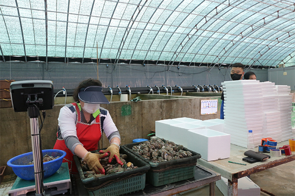 Facility to breed abalone in Jindo, South Jeolla Province [Photo provided by Kim’s Club]
